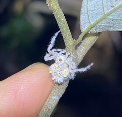 Ordgarius magnificus