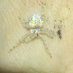 Ordgarius magnificus