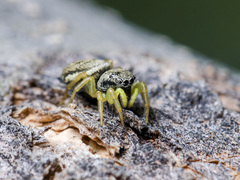 Heliophanus potanini