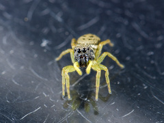 Heliophanus potanini