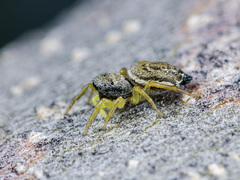 Heliophanus potanini