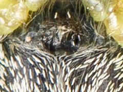 Heliophanus potanini