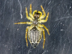 Heliophanus potanini