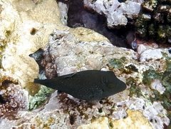 Canthigaster amboinensis