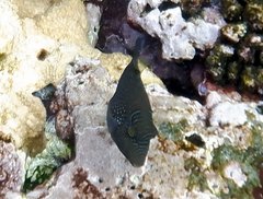 Canthigaster amboinensis