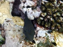 Canthigaster amboinensis