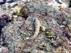 Parapercis millepunctata