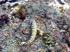 Parapercis millepunctata