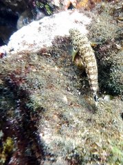 Parapercis millepunctata