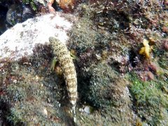 Parapercis millepunctata