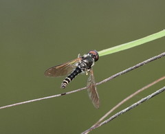 Docidomyia