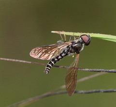 Docidomyia