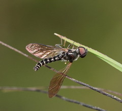 Docidomyia