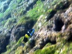Thalassoma jansenii