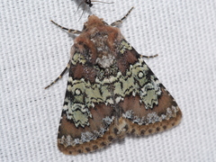 Hemibryomima chryselectra