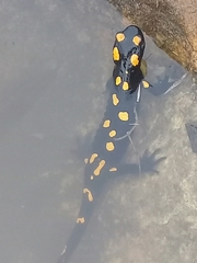 Salamandra algira algira