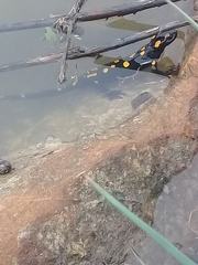 Salamandra algira algira