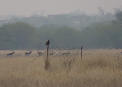 Francolinus francolinus