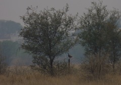 Francolinus francolinus