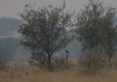 Francolinus francolinus