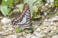 Graphium evemon
