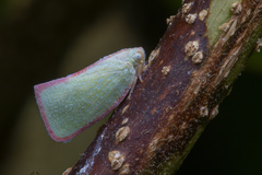 Sanurus