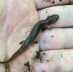 Pseudotriton ruber ruber