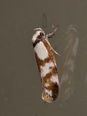 Palimmeces variegata