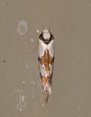 Palimmeces variegata