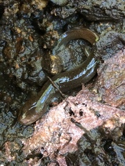 Pseudotriton ruber ruber