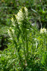 Pedicularis comosa