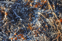 Pseudombrophila guldeniae