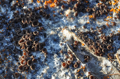 Pseudombrophila guldeniae