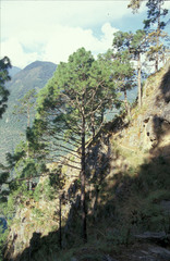 Pinus roxburghii
