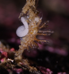 Eubranchus vittatus