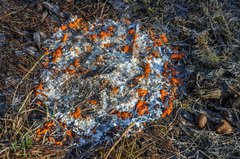 Pseudombrophila guldeniae