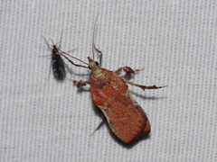 Galasa nigripunctalis