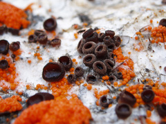 Pseudombrophila guldeniae