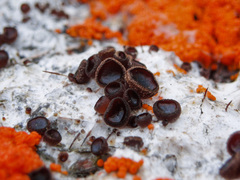 Pseudombrophila guldeniae