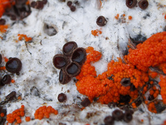 Pseudombrophila guldeniae