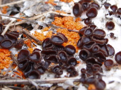 Pseudombrophila guldeniae