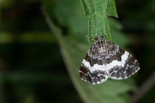 White-banded Carpet Moth