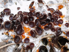 Pseudombrophila guldeniae