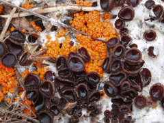 Pseudombrophila guldeniae