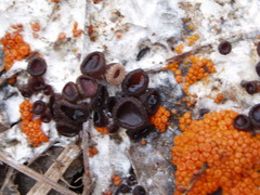 Pseudombrophila guldeniae