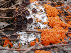 Pseudombrophila guldeniae