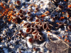 Pseudombrophila guldeniae