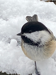 Poecile atricapillus