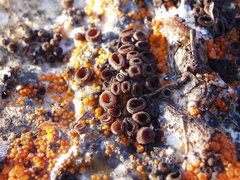 Pseudombrophila guldeniae