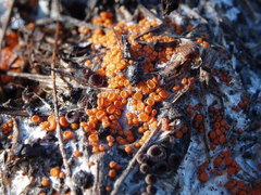 Pseudombrophila guldeniae